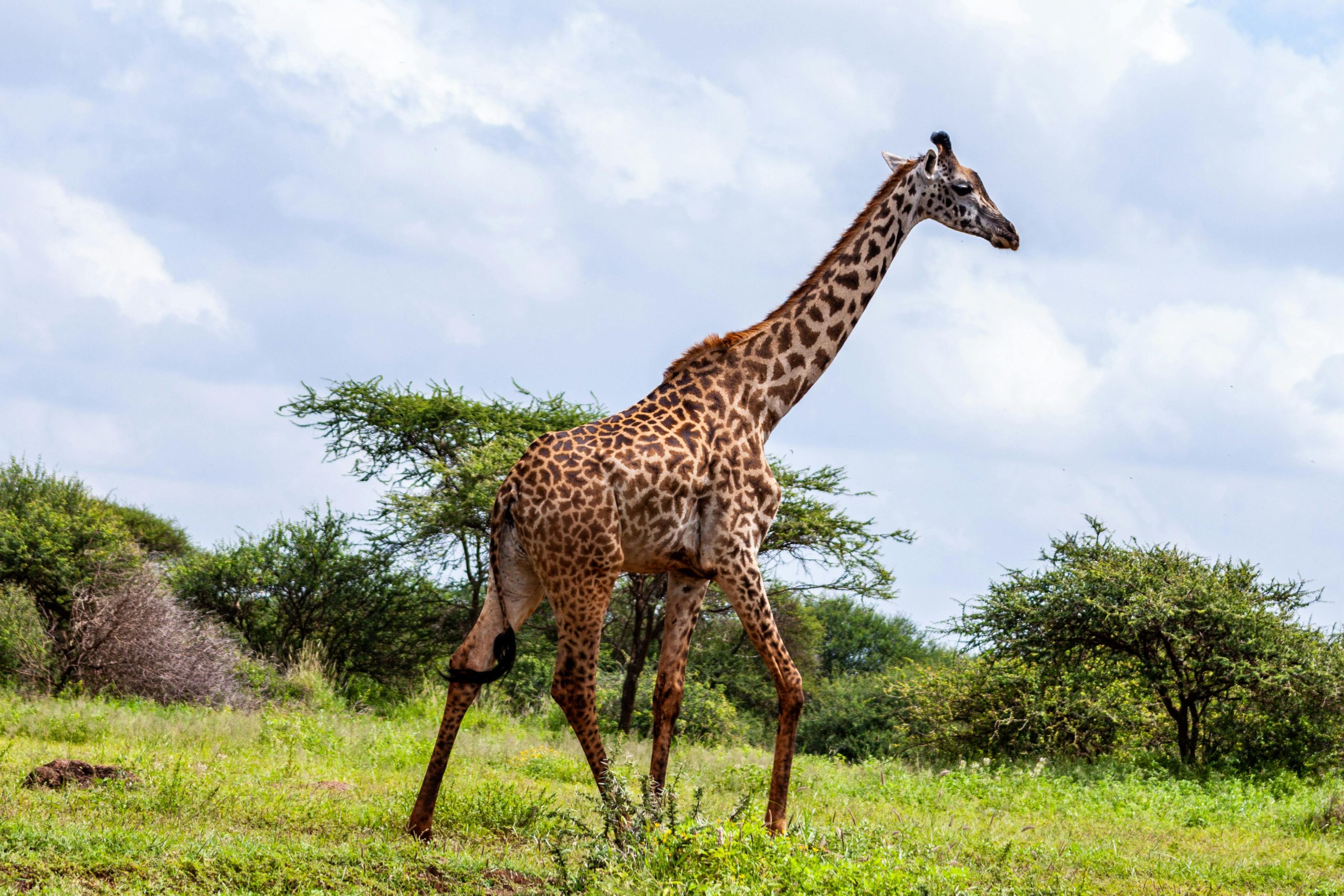 Kenya Safari e Mare